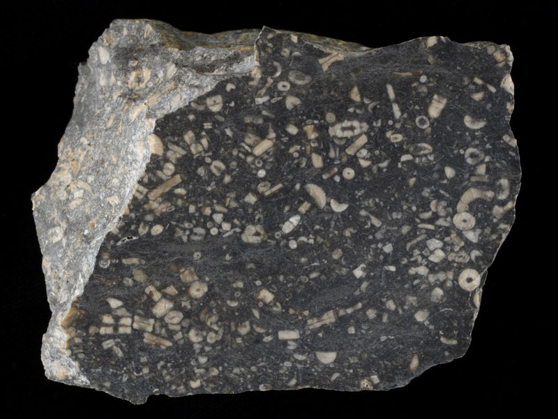 polished surface on hand specimen of carboniferous limestone