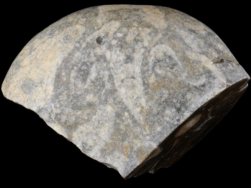 Hand specimen of coral rich Carboniferous limestone