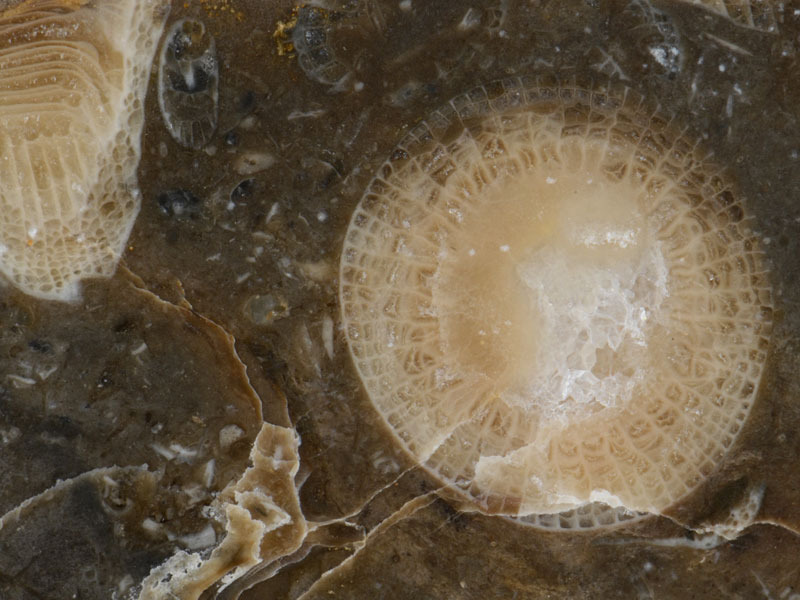 close up of coral rich Carboniferous limestone