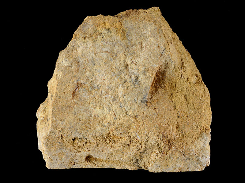 Fossiliferous limestone - width 9 cm