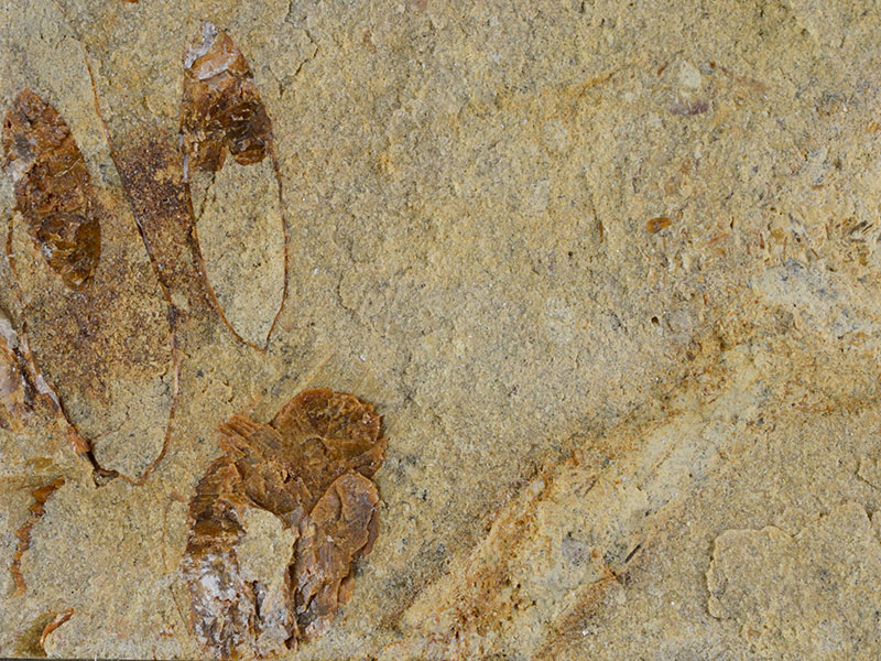 Fossiliferous limestone - width 4.8 cm