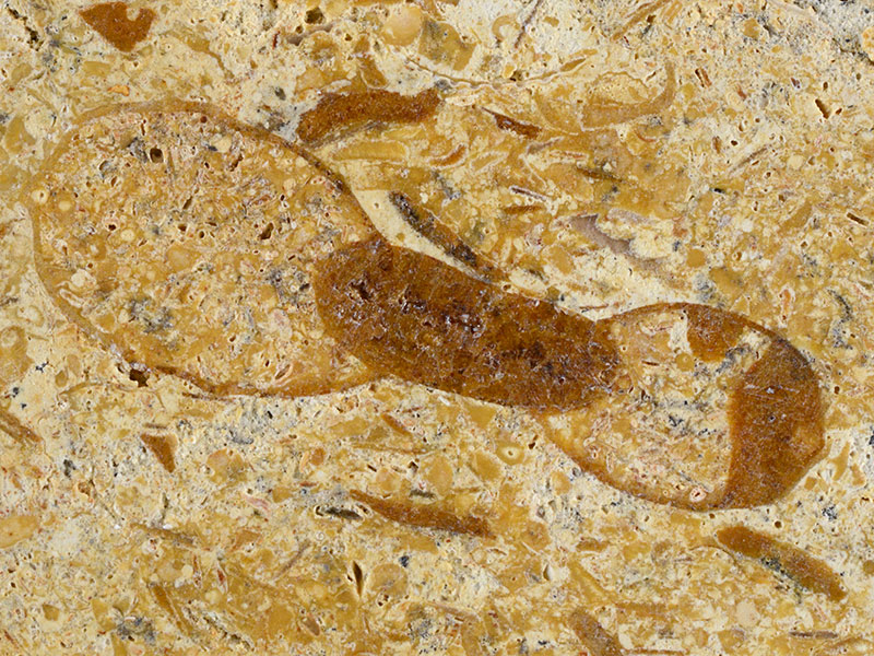 Fossiliferous limestone - width 2.2 cm