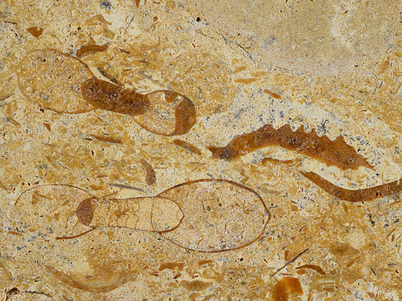 Fossiliferous limestone - width 4.6 cm