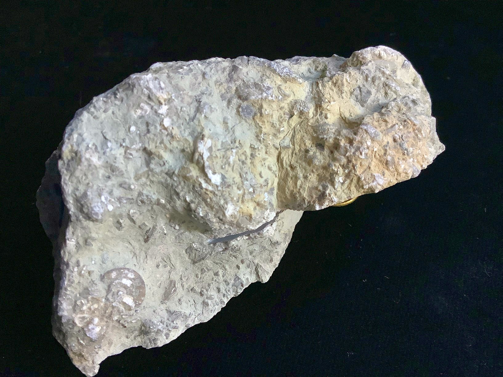 Hand specimen of limestone on black background