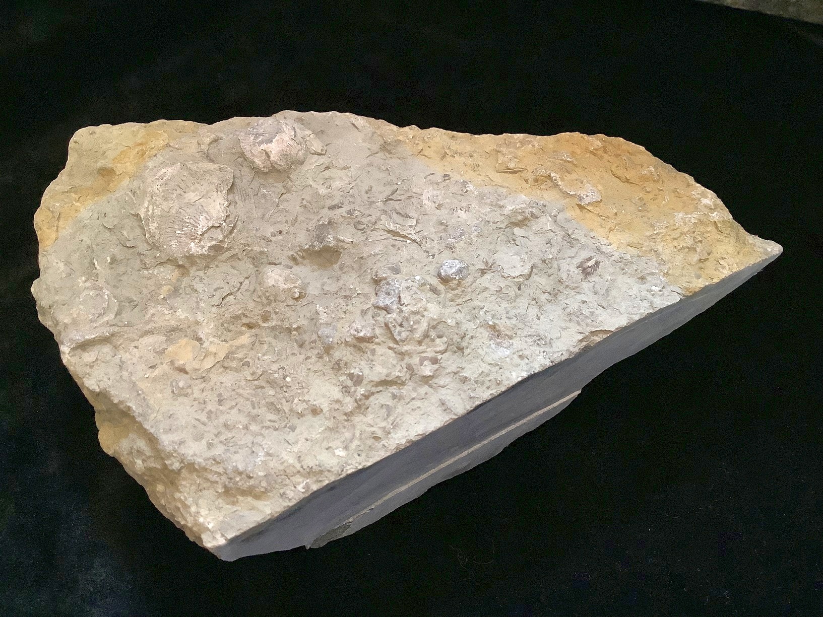 Hand specimen of limestone on black background