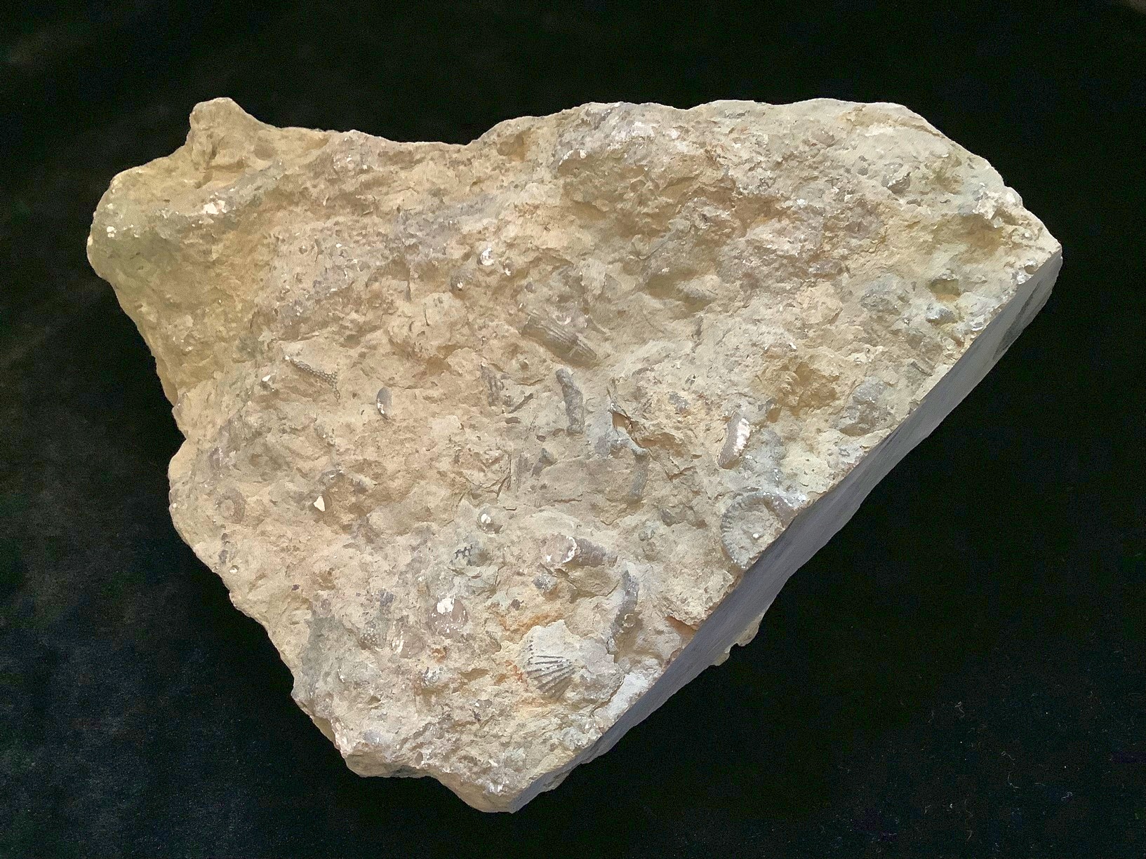 Hand specimen of limestone on black background