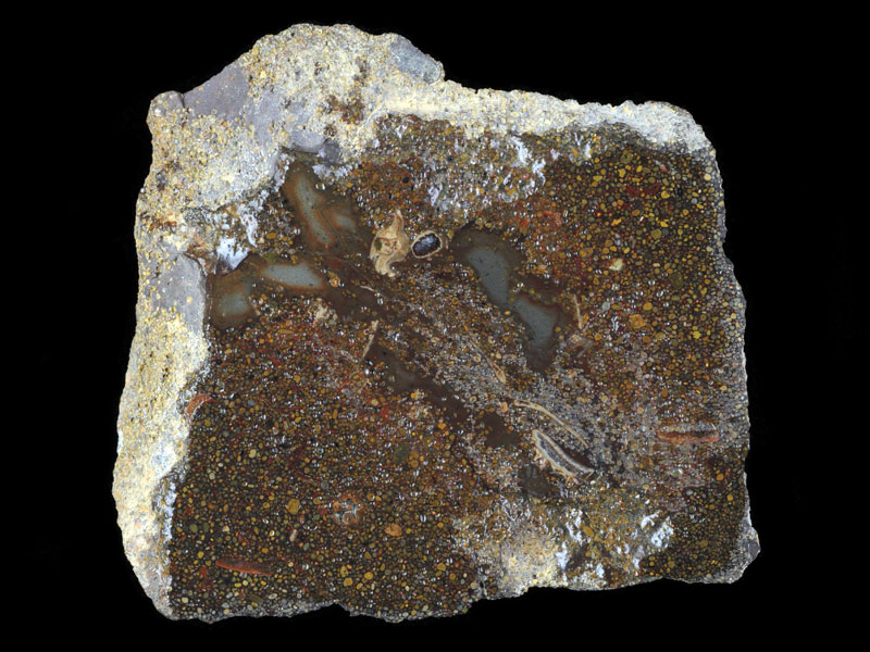 Polished surface of Oolitic limestone