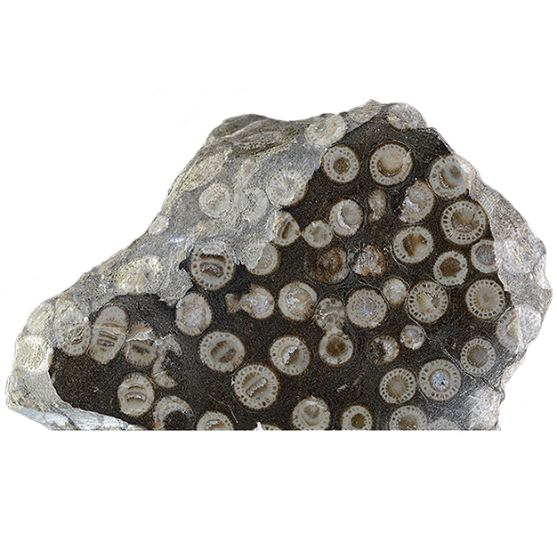 Fossil coral