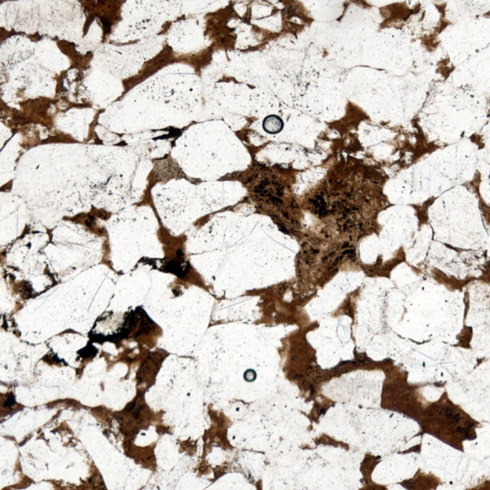 Microscope image of two bubbles in a thin section