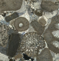 Silurian fossils, microscopic view