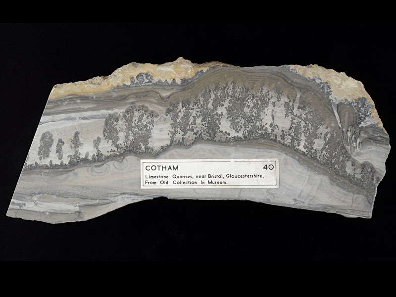 limestone (cut surface) - width 25 cm